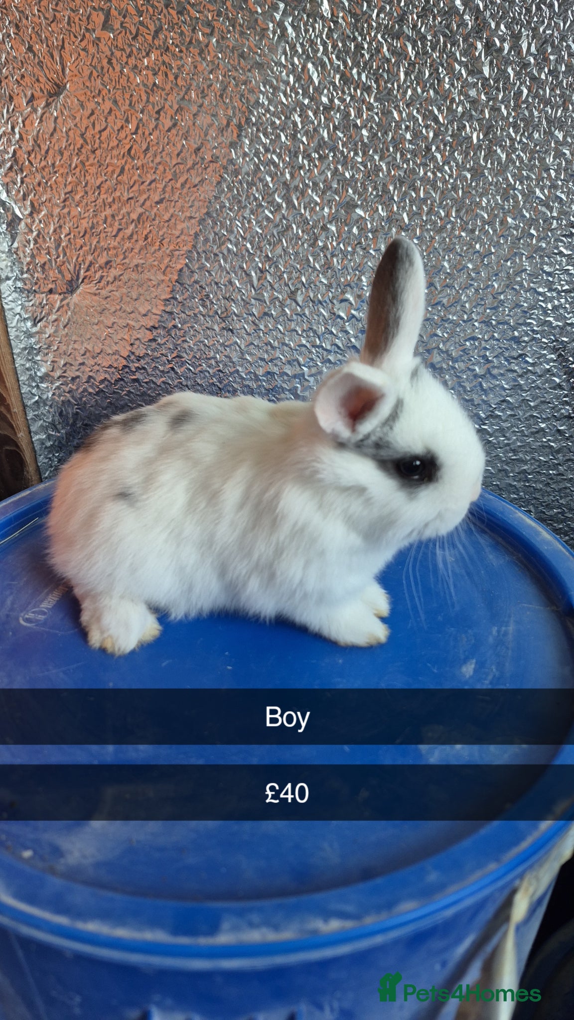 Lionhead rabbits Lionhead Baby Rabbits 8 weeks (Friendly) - Advert 3