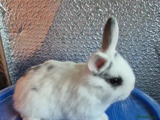 Lionhead rabbits Lionhead Baby Rabbits 8 weeks (Friendly) - Advert 3