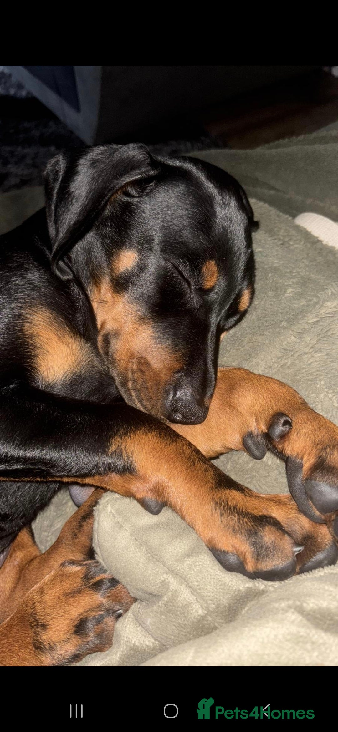Dobermann dogs for sale: Female Doberman 14 weeks  - Image 3