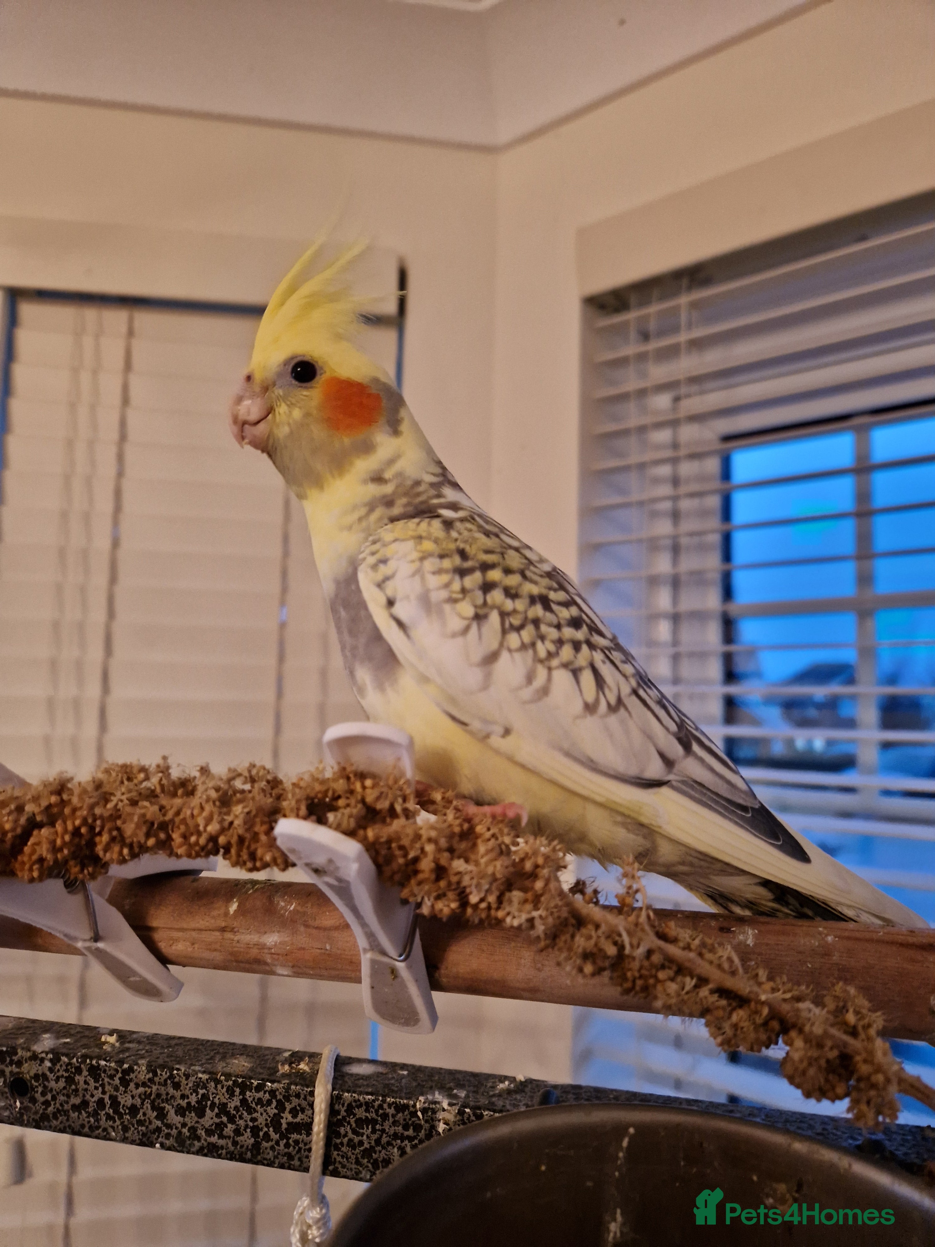 Cockatiels birds Cockatiel - Advert 20