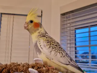 Cockatiels birds Cockatiel - Advert 20