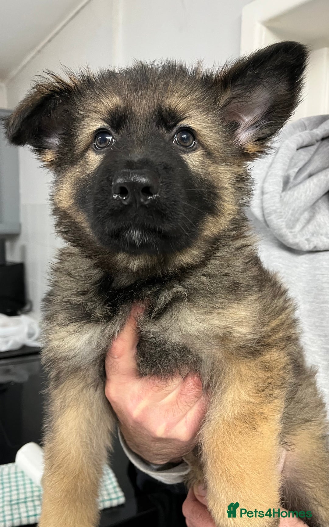 German Shepherd dogs for sale: Gorgeous pure German Shepherd Puppies  - Advert 6
