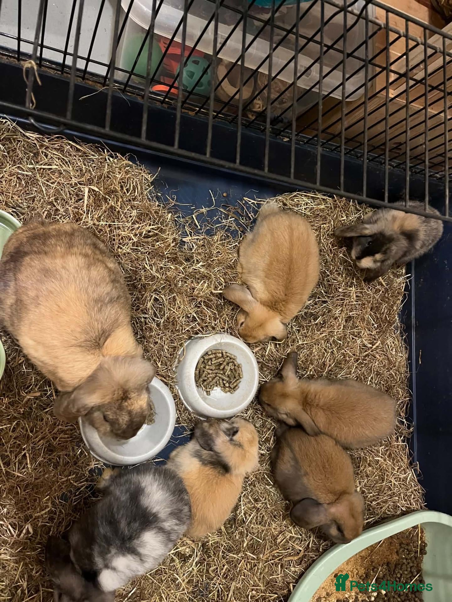 Mini Lop rabbits Gorgeous Mini Lop Babies - Advert 1