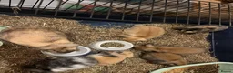 Mini Lop rabbits for sale: Gorgeous Mini Lop Babies - Advert 1