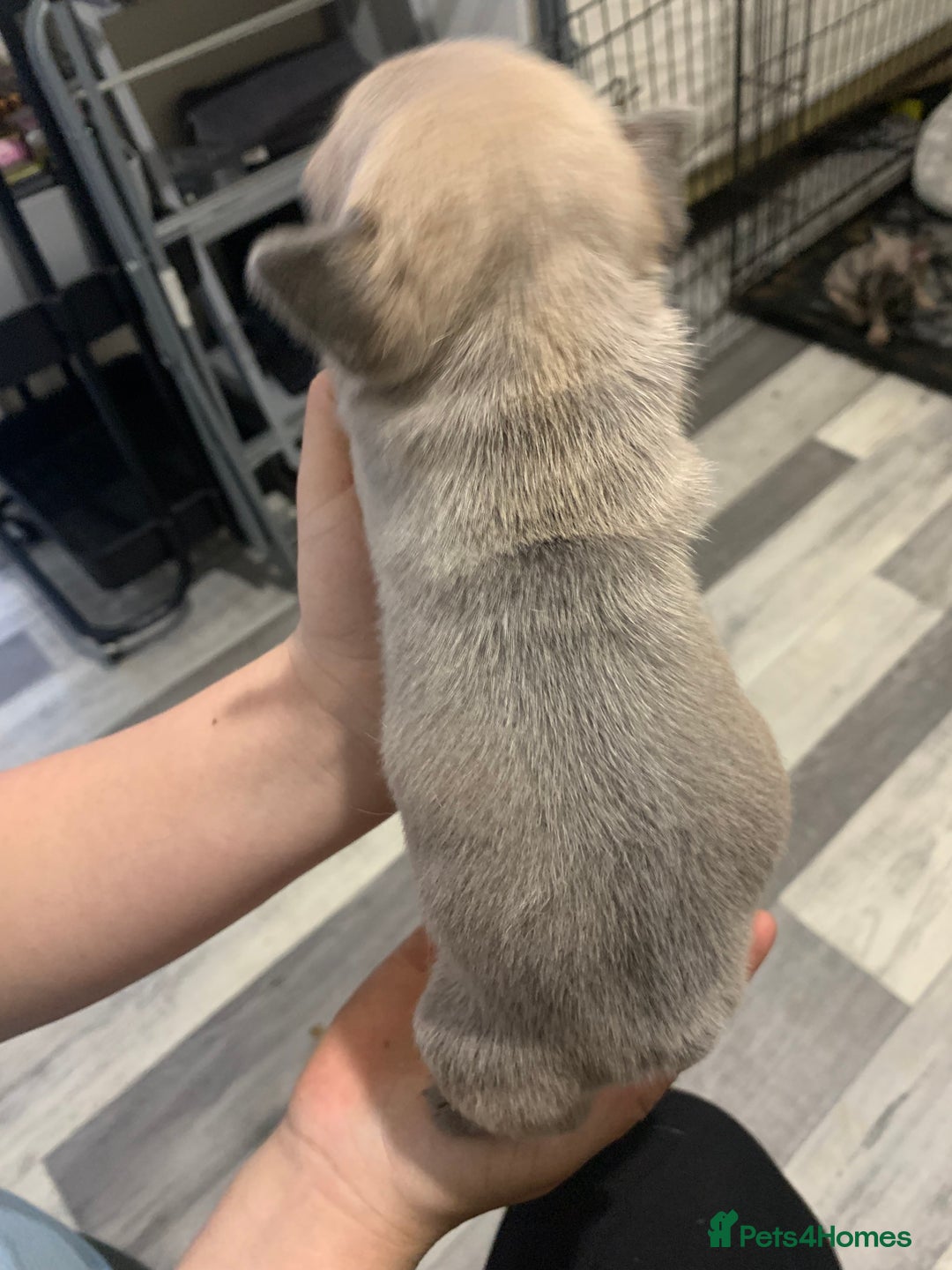 French Bulldog dogs for sale: French bulldogs  - Advert 10