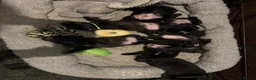 Staffordshire Bull Terrier dogs for sale: Repeat mating of an amazing litter  - Advert 7