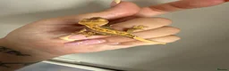 Gecko reptiles for sale: Baby crested gecko’s  - Advert 7