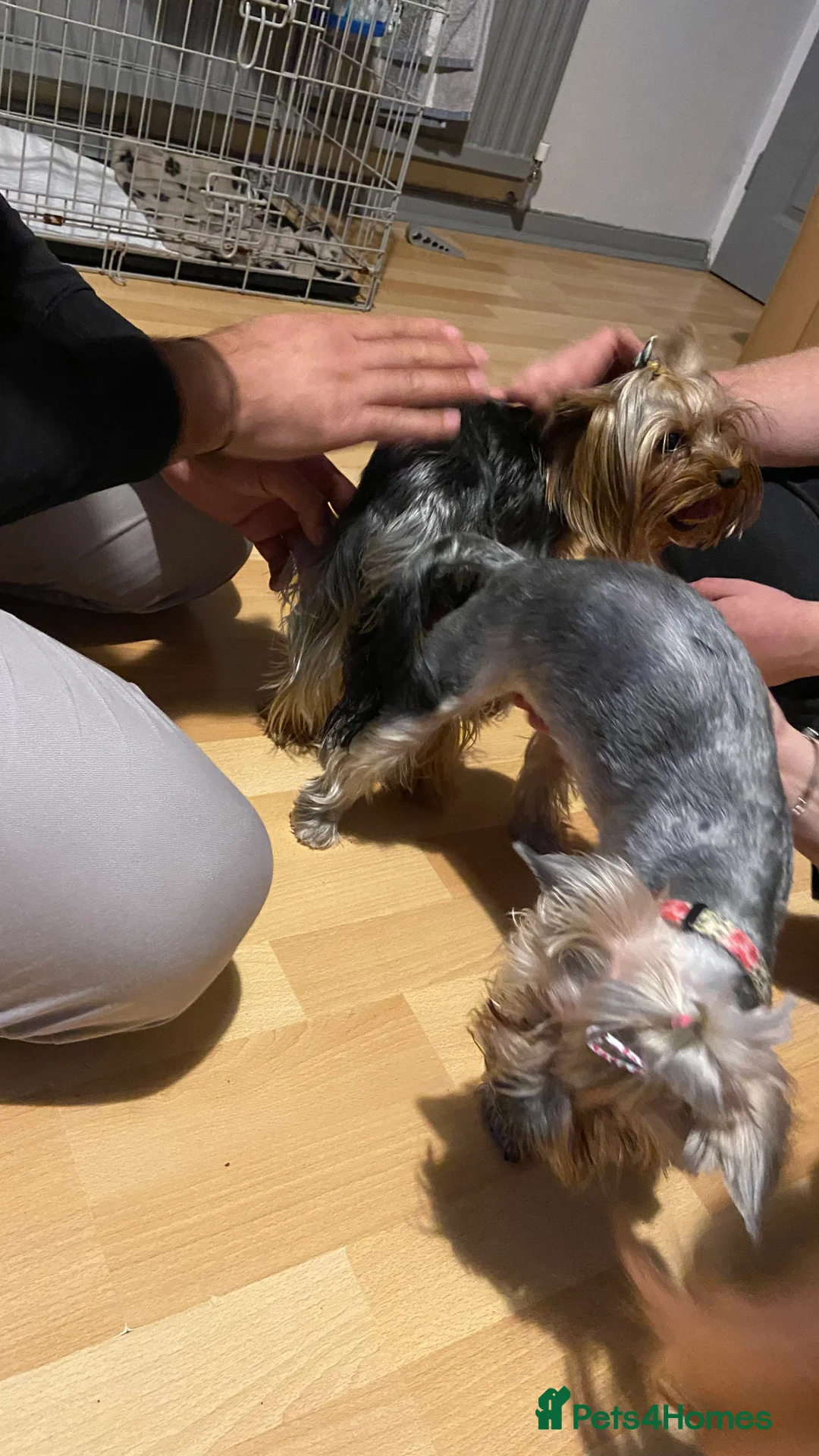 Yorkshire Terrier dogs for stud: Yorkshire terrier for stud  in Hornchurch - Advert 19