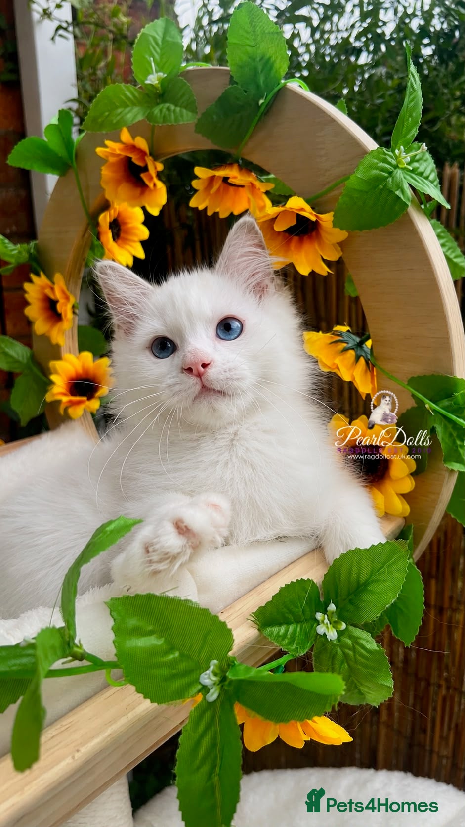 Ragdoll cats ⭐️AWARD WINNING GCCF CATTERY RAGDOLL KITTENS⭐️ - Advert 2