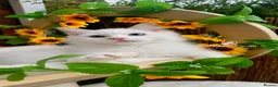 Ragdoll cats for sale: ⭐️AWARD WINNING GCCF CATTERY RAGDOLL KITTENS⭐️ - Advert 2