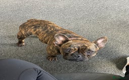 French Bulldog dogs for sale: Female French Bulldog  - Image 1