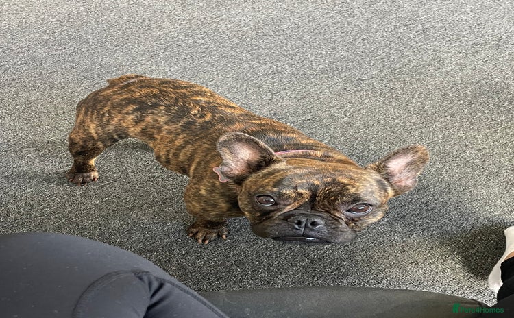 French Bulldog dogs - Advert 1