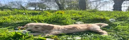 Goldendoodle dogs for sale: Stunning Goldendoodle Puppies - Advert 4