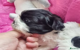Shih Tzu dogs for sale: Kc reg stunning very tiny babies boys/girls - Image 7