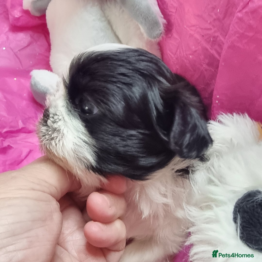 Shih Tzu dogs for sale: Kc reg stunning very tiny babies boys/girls - Image 7