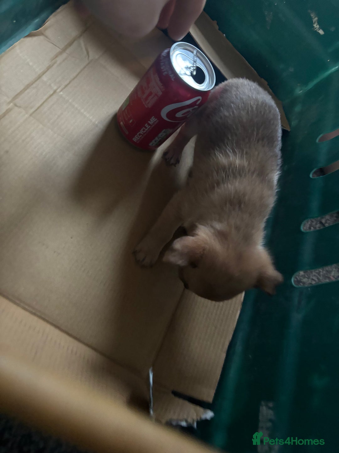 Pomchi dogs for sale: Hi this is my beautiful Pomchi puppy  - Advert 7