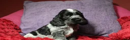 Cocker Spaniel dogs for sale: Health tested parents, Stunning little cherubs - Advert 20