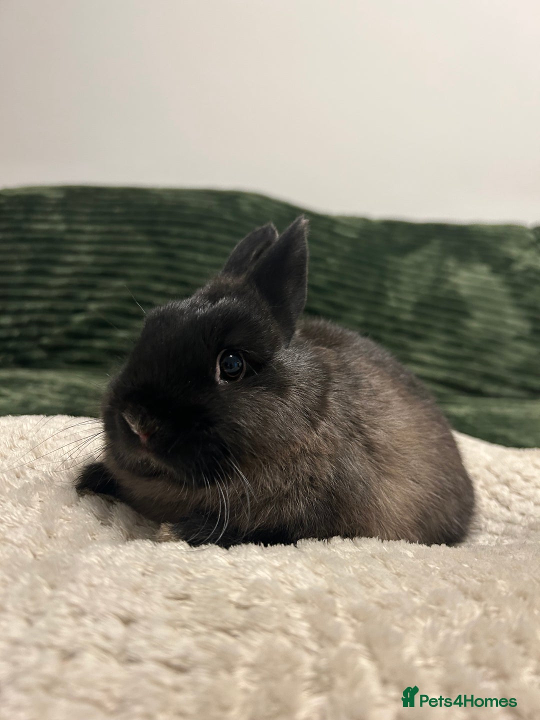 Netherland Dwarf rabbits for sale: Netherland dwarf brothers ready to go  - Advert 10