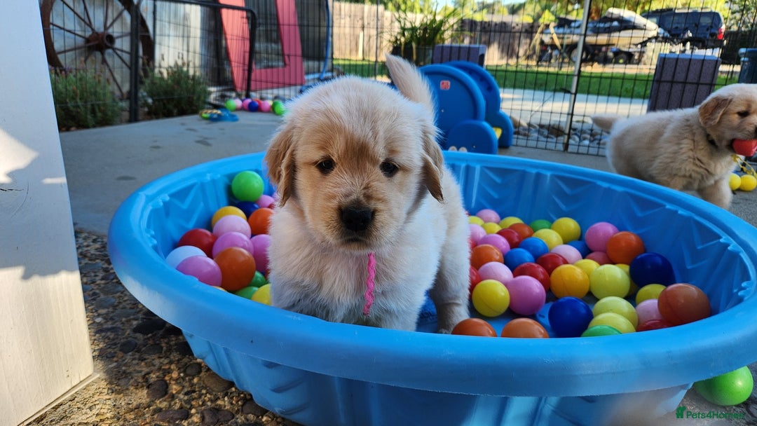 Golden Retriever dogs for sale: Golden retriever pups 5 girls and 4 boy available - Image 13