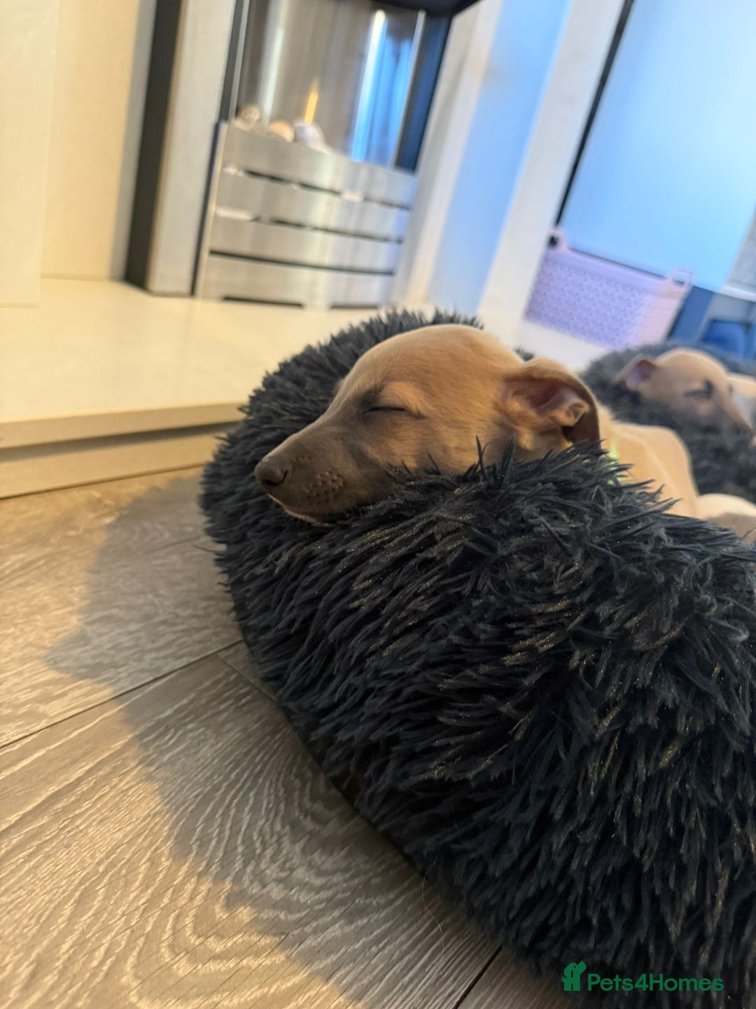 Whippet dogs for sale: 8 Week Old Whippet Puppies  - Advert 13