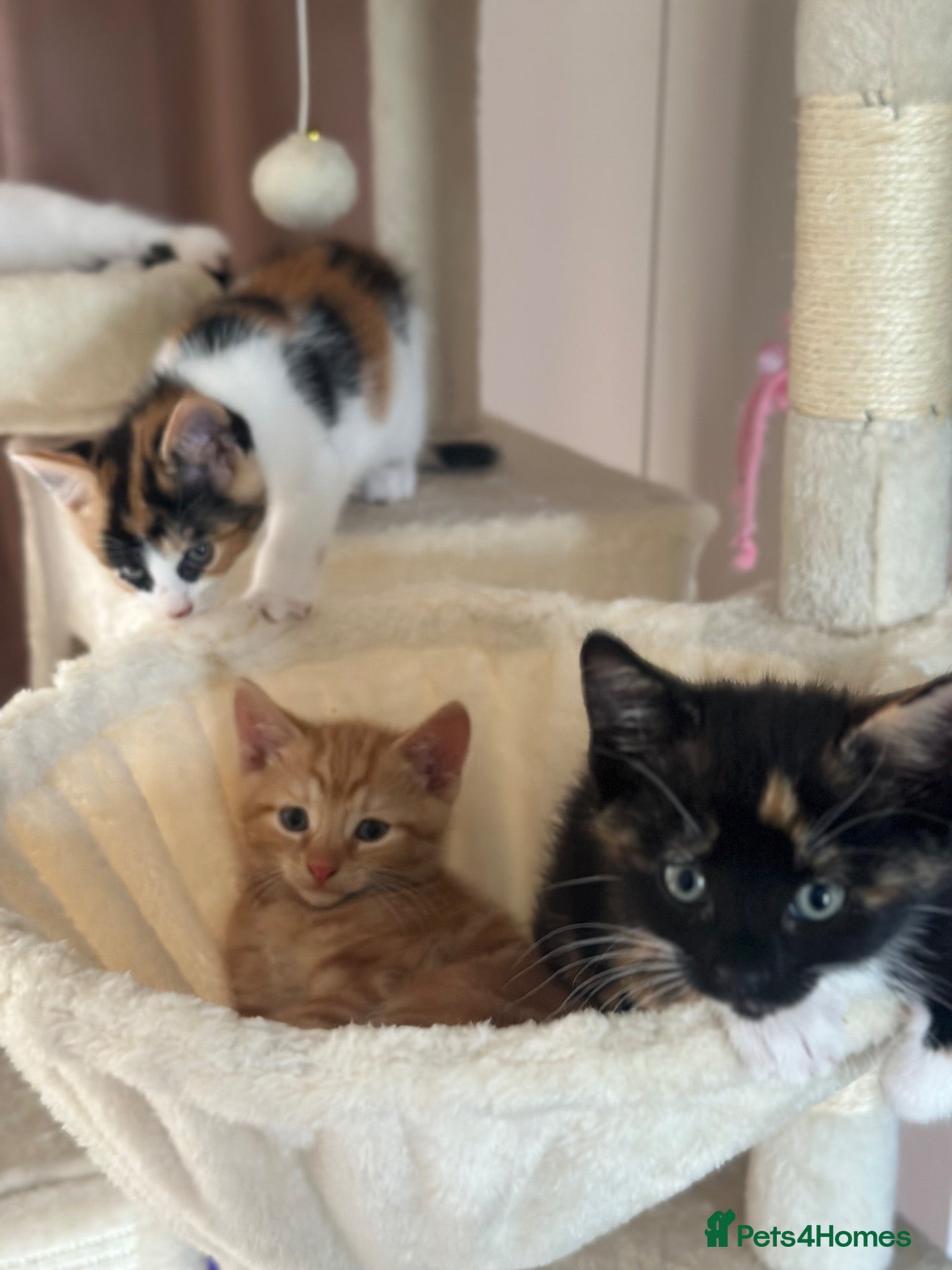 Mixed Breed cats 2 male, 4 female kittens are looking for home - Advert 4