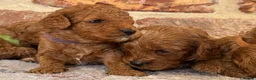Cavapoo dogs for sale: F1b Cavapoos 🐾 - Advert 4