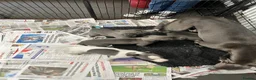 Whippet dogs for sale: Top Quality, KC registered, Whippet puppiess - Advert 4