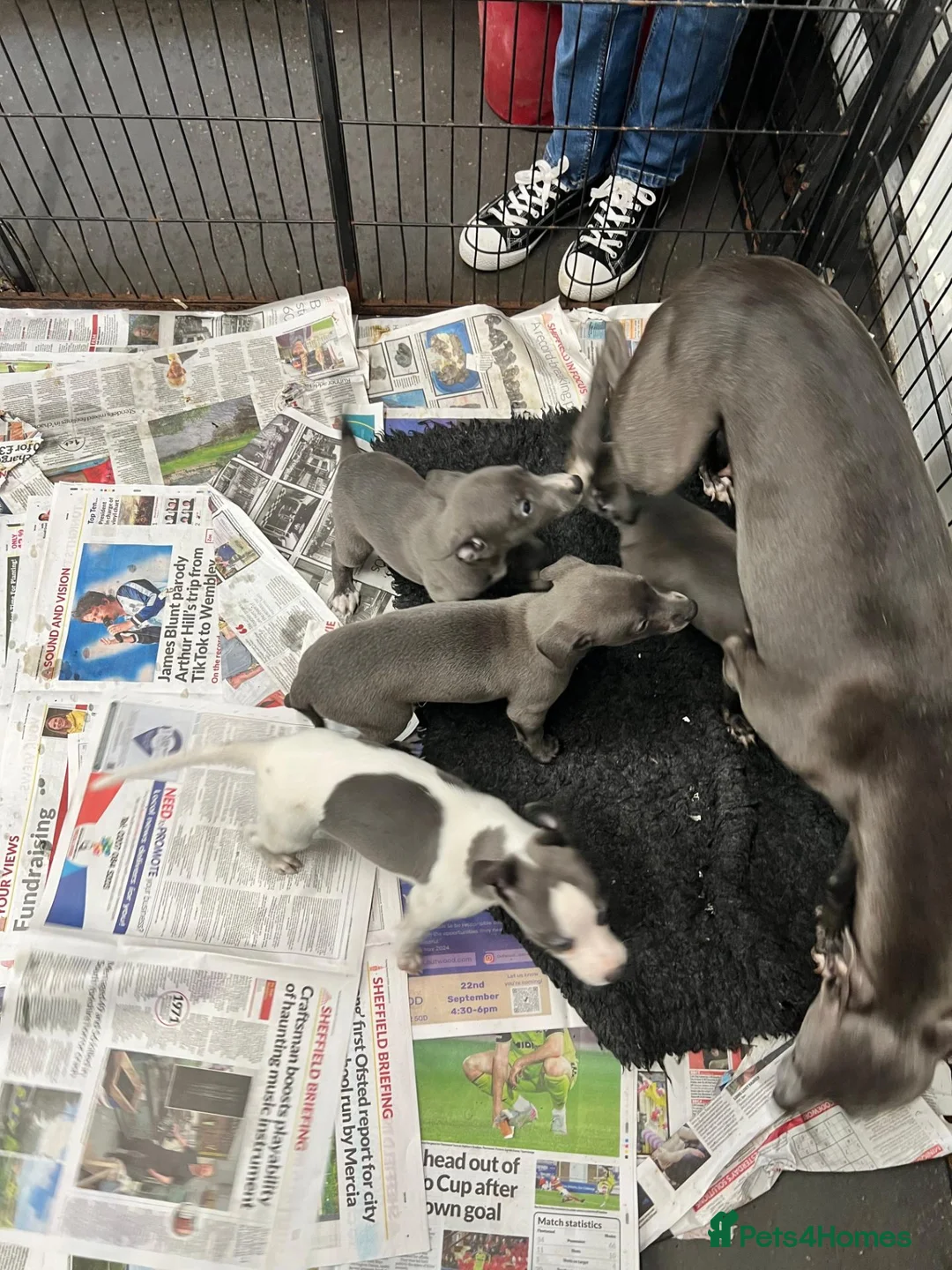 Whippet dogs for sale: Top Quality, KC registered, Whippet puppiess - Advert 4