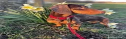 Miniature Dachshund dogs for sale:     Adorable Miniature Dachshund puppies  in London - Advert 12