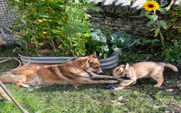 German Shepherd dogs for sale: Long haired German shepherd pups  - Image 3