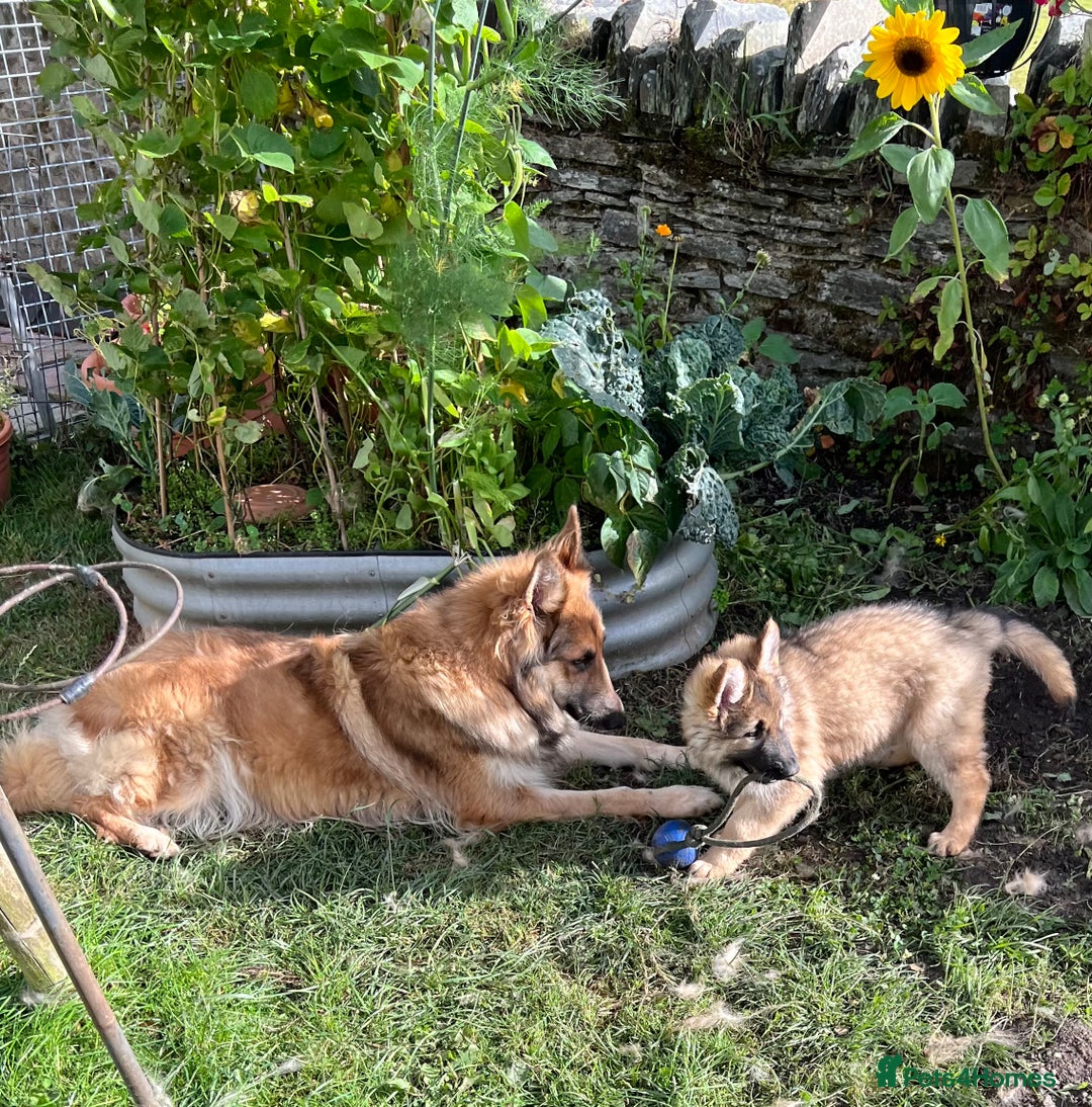 German Shepherd dogs for sale: Long haired German shepherd pups  - Image 3