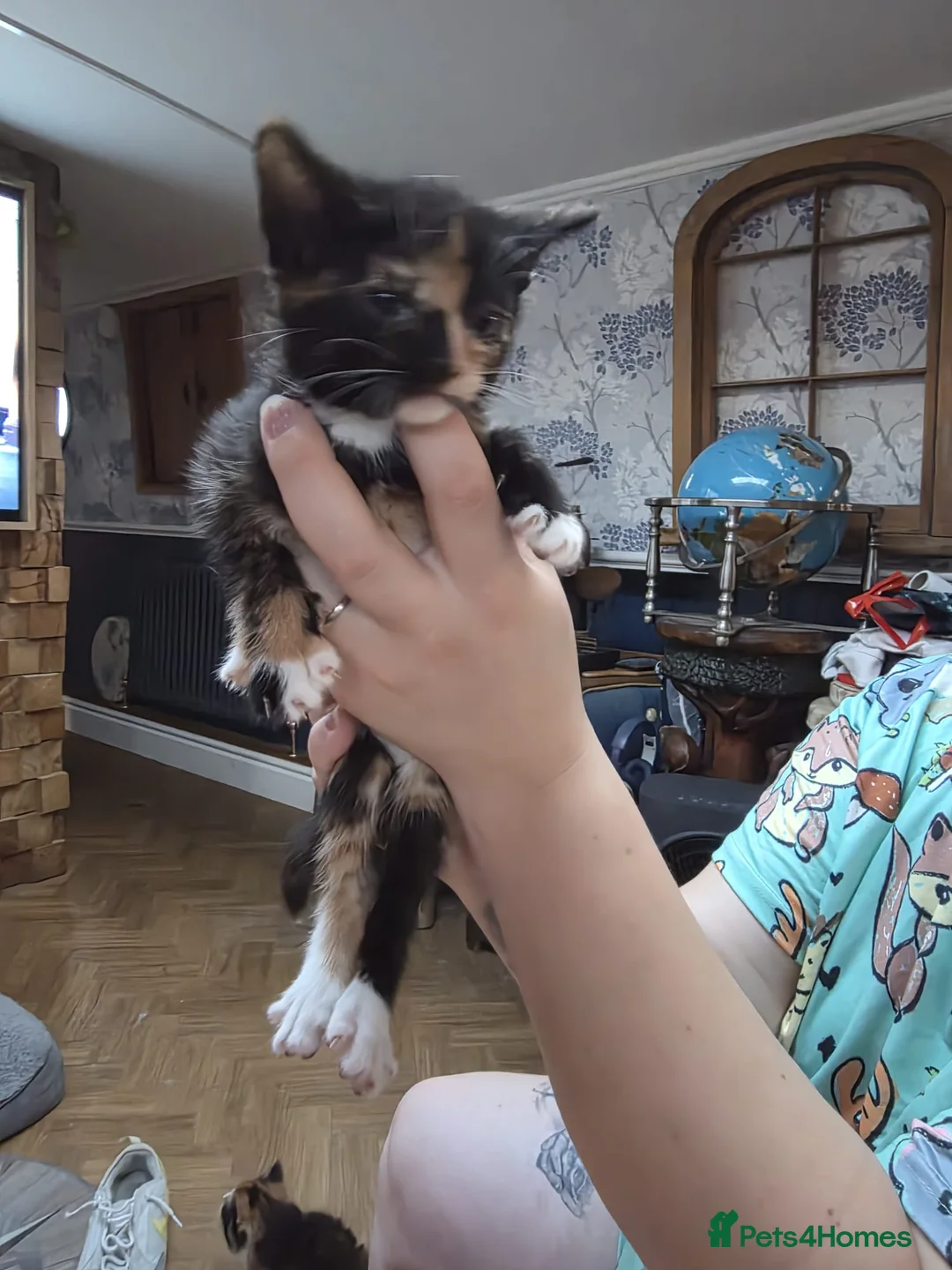 Mixed Breed cats for sale: 4 Kittens For Sale in Leighton Buzzard - Advert 11