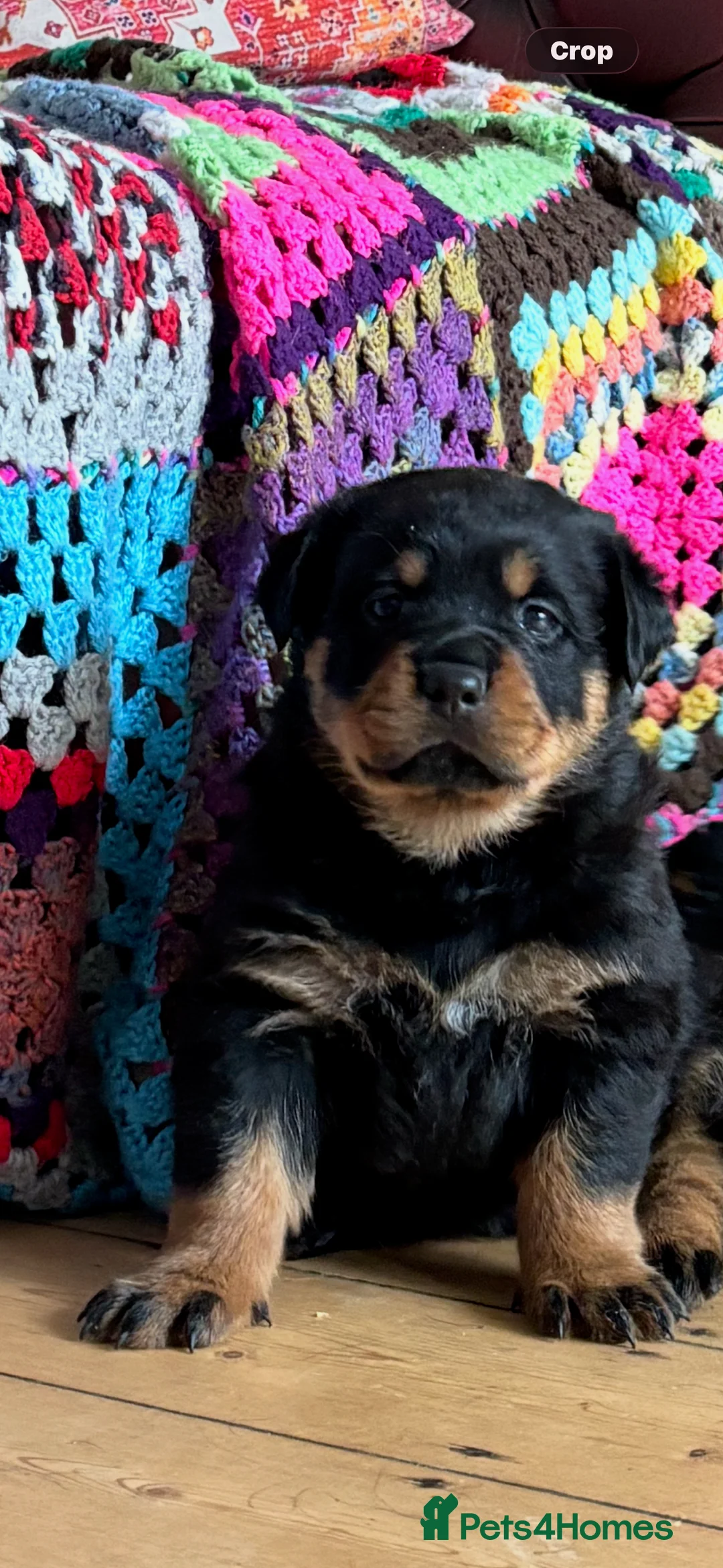 Rottweiler dogs for sale: Stunning Rottweiler Puppies  - Advert 4