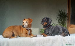 Dachshund dogs for stud: 3/4 dachshund for stud - Advert 2