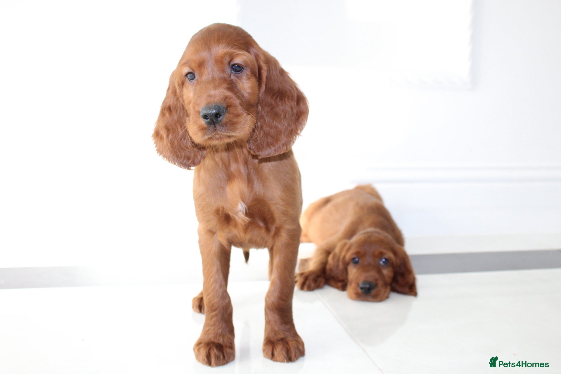 Irish Setter dogs Beautiful KC registered health tested parents - Advert 1