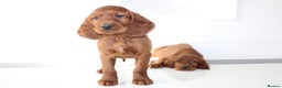 Irish Setter dogs for sale: Beautiful KC registered health tested parents - Advert 4