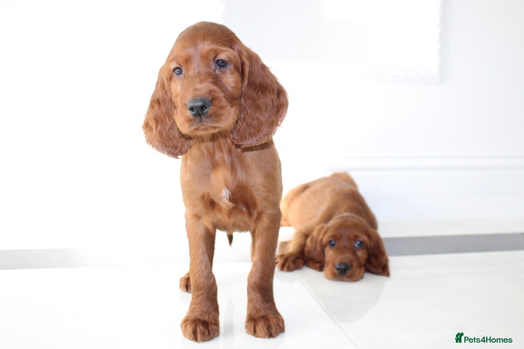Irish Setter dogs for sale: Beautiful KC registered health tested parents - Advert 4