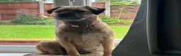 Border Terrier dogs for sale: Border Terrier Puppies - Advert 7