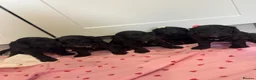 Cockapoo dogs for sale: Beautiful f1 cockerpoo puppies for sale  in Maidenhead - Advert 3