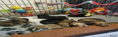 Miniature Dachshund Puppy 2