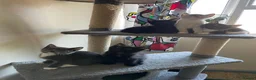 Mixed Breed cats for sale: wonderful kittens😻 - Advert 17