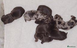 Miniature Dachshund dogs for sale: Chocolate Tan boy left - Image 15