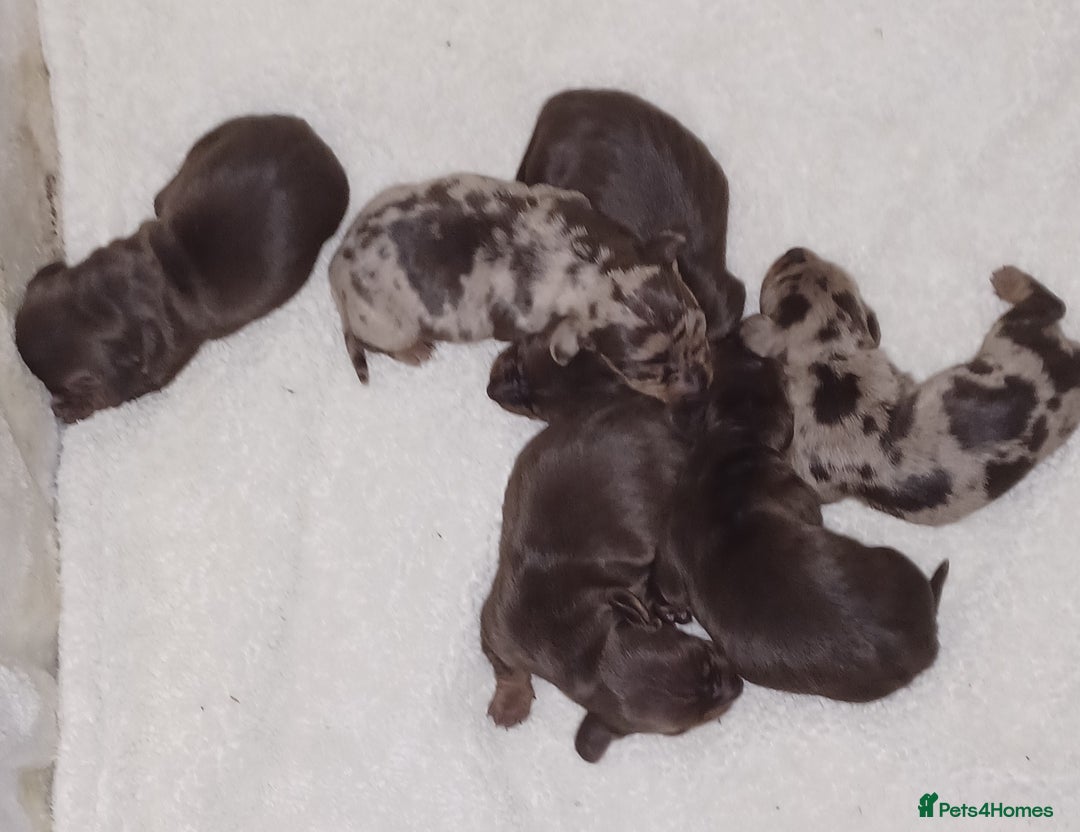 Miniature Dachshund dogs for sale: Chocolate Tan boy left - Image 15