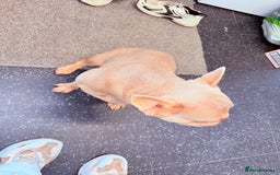 French Bulldog dogs for sale: Bambi - Image 3