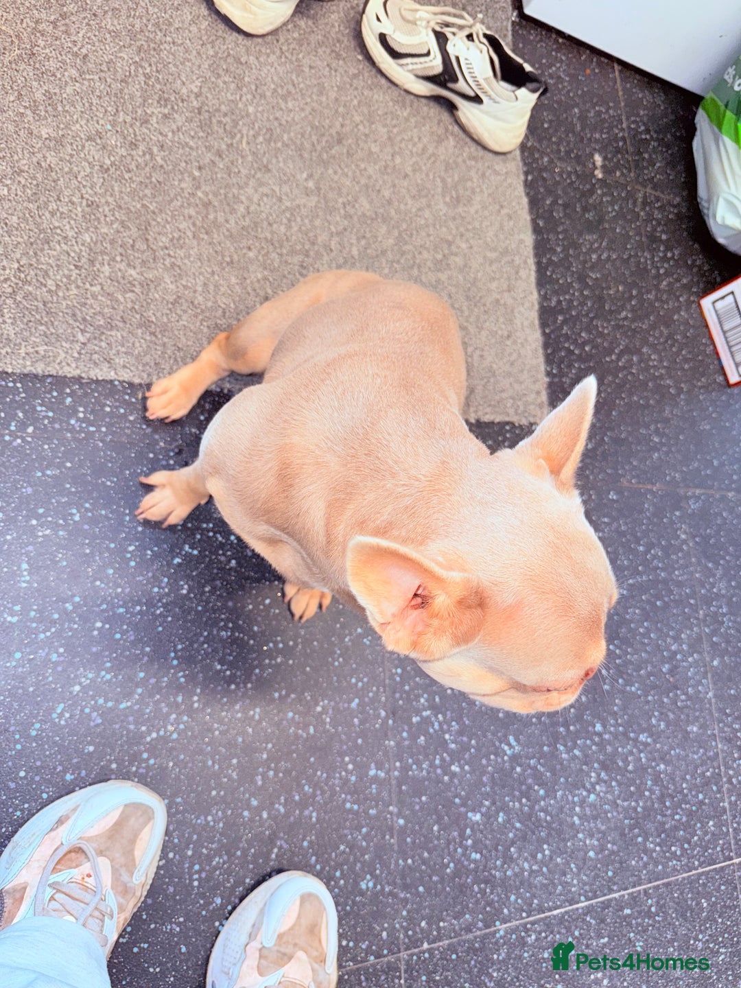 French Bulldog dogs for sale: Bambi - Image 3