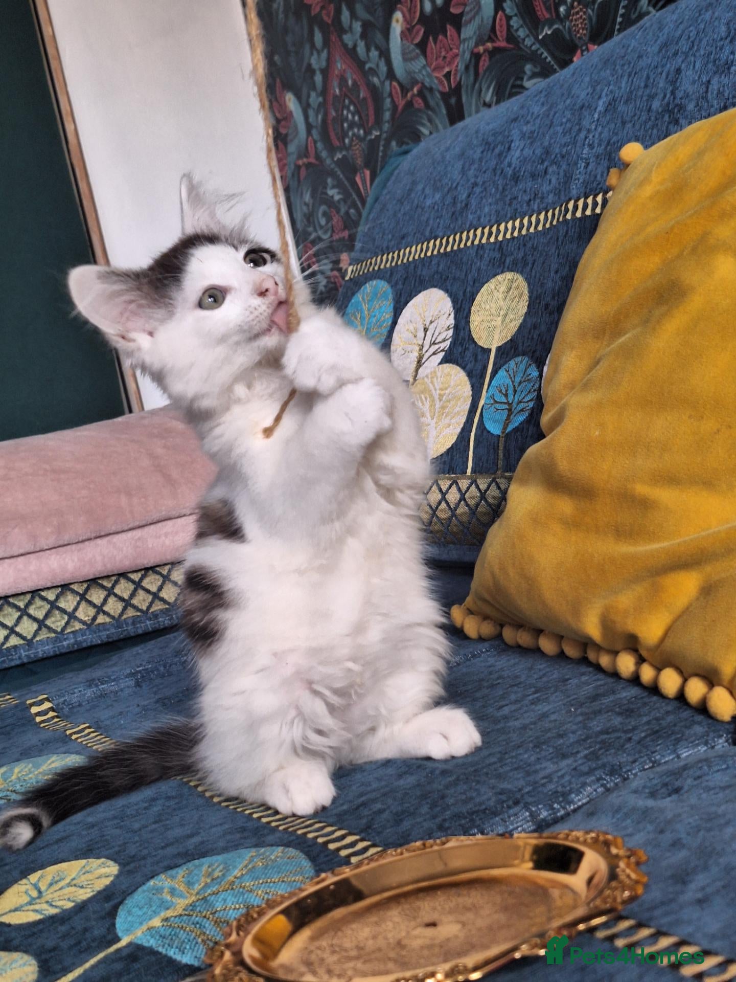 Mixed Breed cats Two Adorable Kittens.[Boy/Girl] - Advert 2