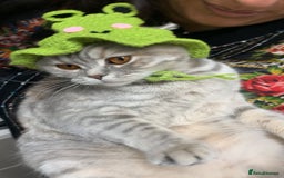 British Shorthair cats for sale: Grey British Shorthair & Black Domestic Shorthair - Image 2