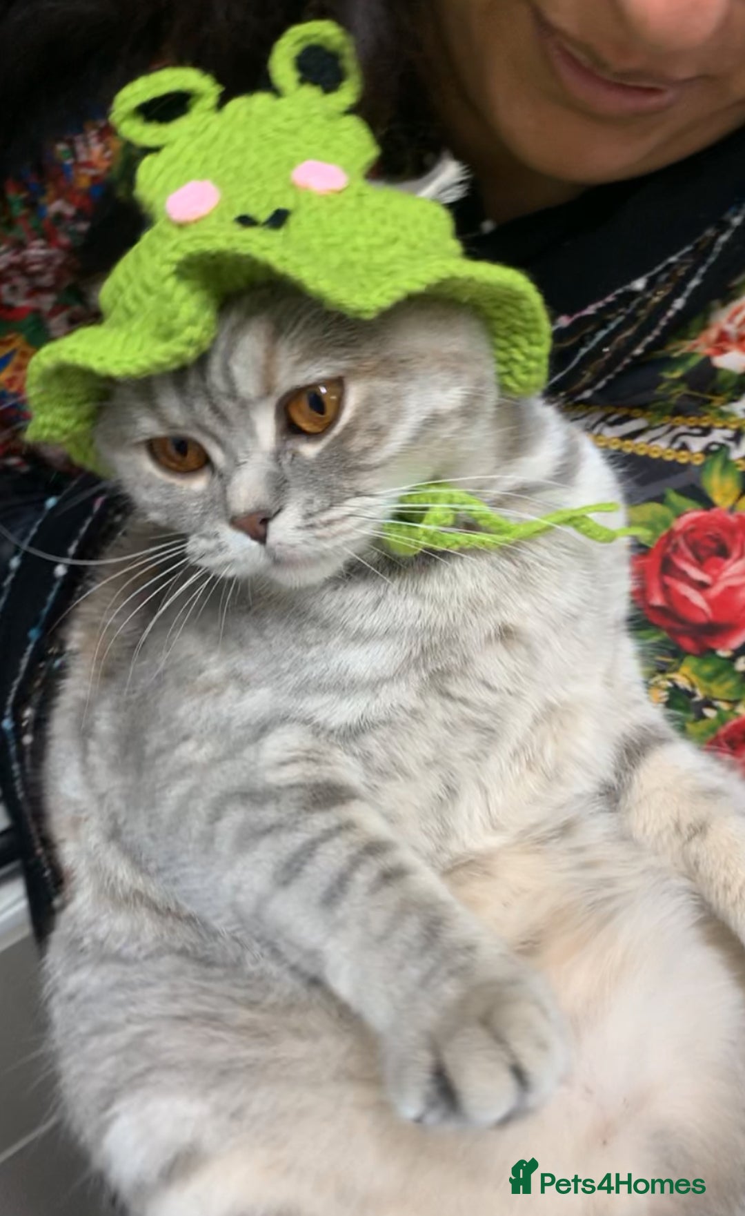 British Shorthair cats for sale: Grey British Shorthair & Black Domestic Shorthair - Image 2