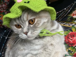 British Shorthair cats Female Light Grey British Shorthair - Advert 13