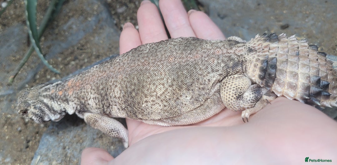 Lizard reptiles for sale: Uromastyx thomasi female  - Image 3
